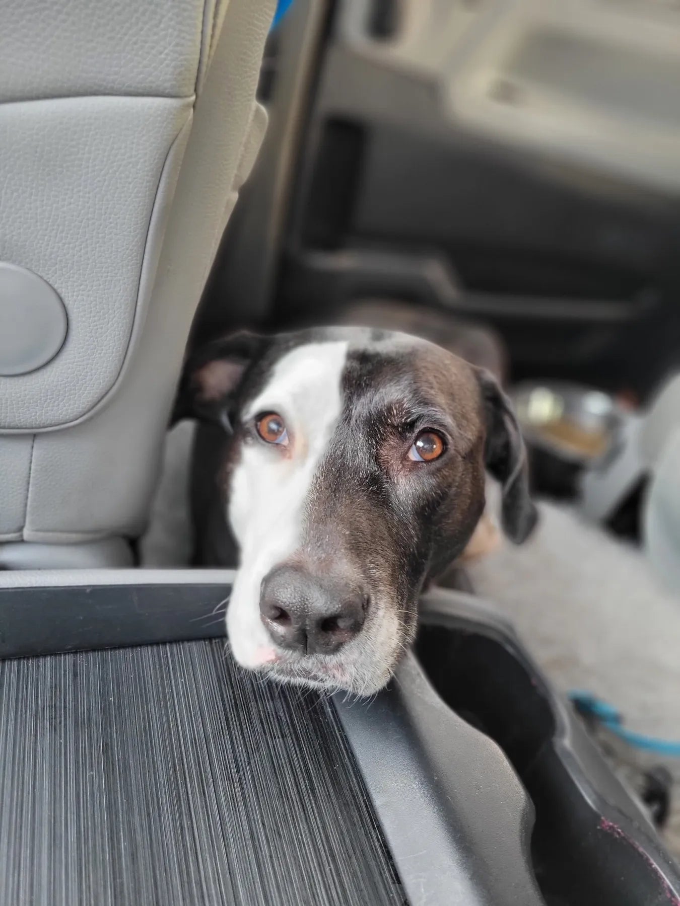 Large Pet Transport Service