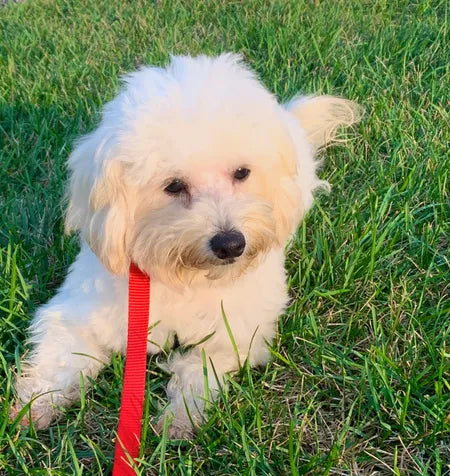 Small Pet Transport Service